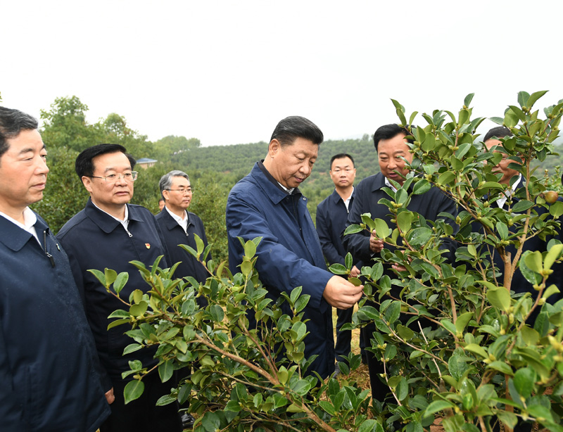 　　9月16日至18日，中共中央總書記、國家主席、中央軍委主席習近平在河南考察。這是17日上午，習近平來到信陽市光山縣槐店鄉(xiāng)司馬光油茶園，實地察看油茶樹種植和掛果情況。新華社記者 謝環(huán)馳 攝